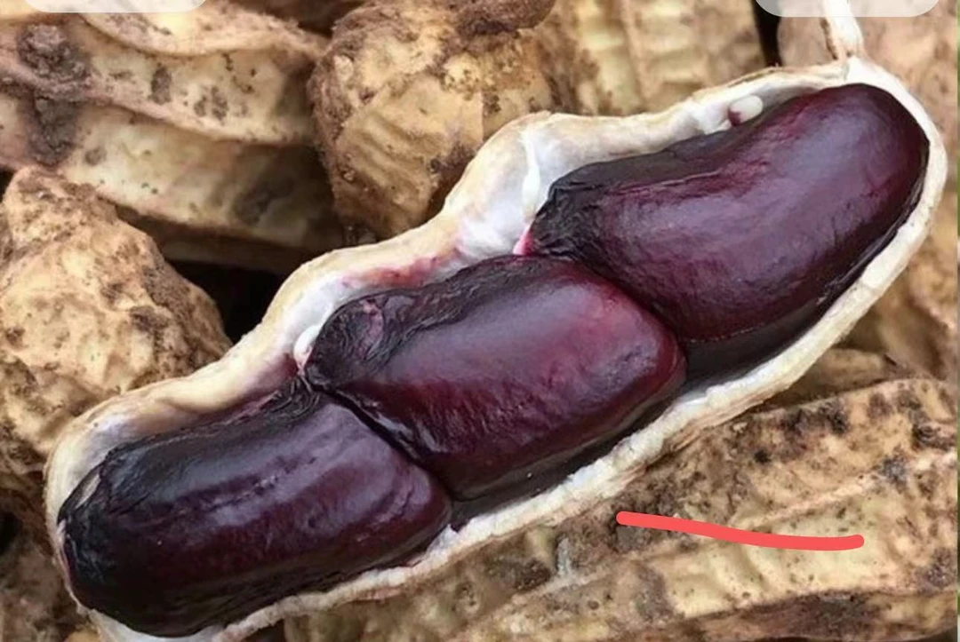 云南少数民族黑花生