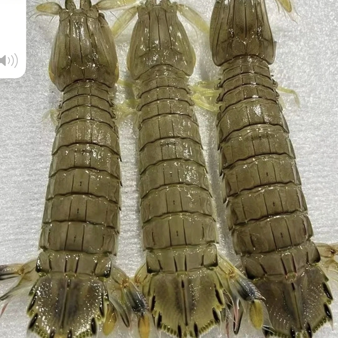 大连渤海湾小船虾爬（刚下船死虾爬)3斤