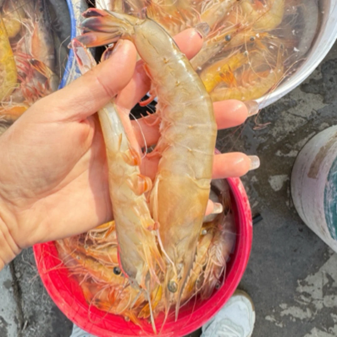 大连渤海湾野生大对虾3斤起