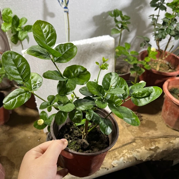 圆叶大花盆栽虎头茉莉味道香开花大