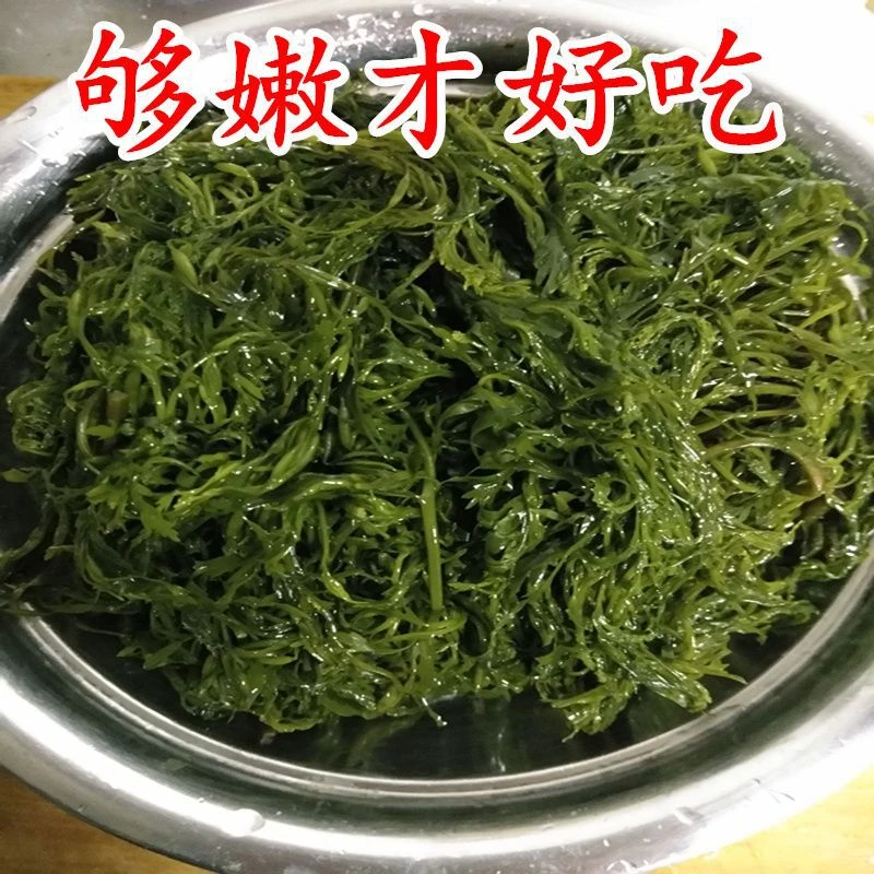 划算5斤/箱新鲜盐渍马尾藻龙须菜海藻长寿菜鞭炮笋凉拌鲜嫩海藻菜