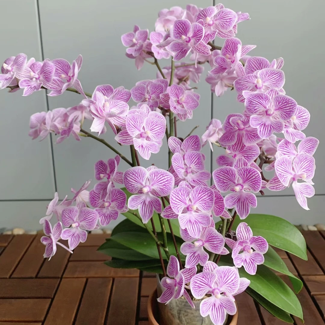 【樱花大舌头】3寸带花箭发货