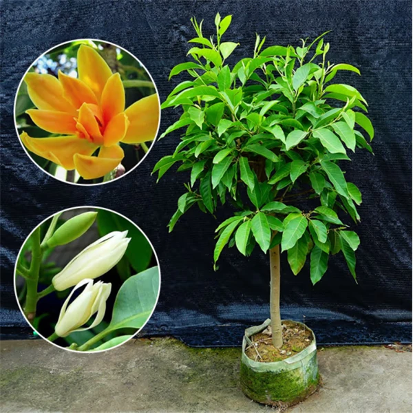 白兰花盆栽玉兰花树苗带花苞黄角兰树苗四季开花卉浓香型庭院植物