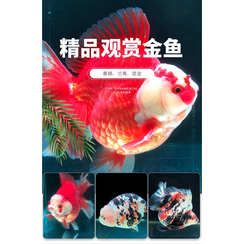 直播链3号金鱼活鱼兰寿泰狮鎏金精品鱼冷水鱼直播选鱼一鱼一拍