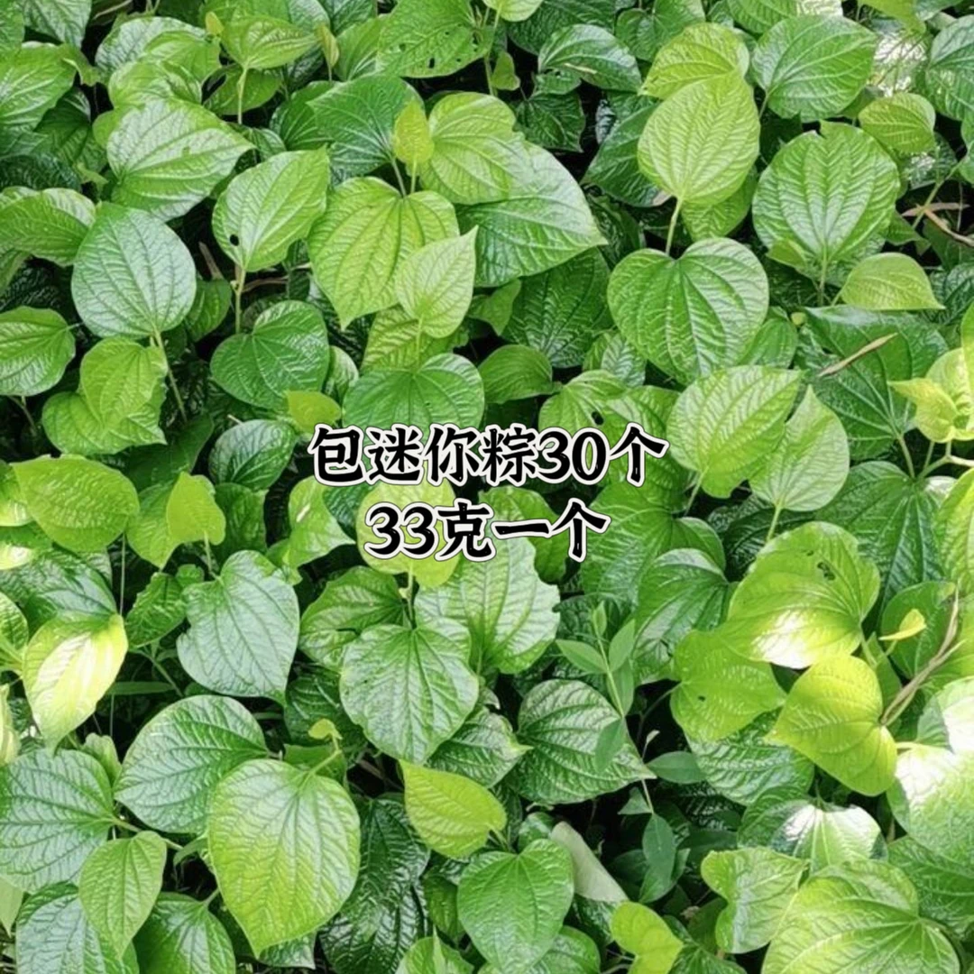蛤蒌叶30个（迷你的）