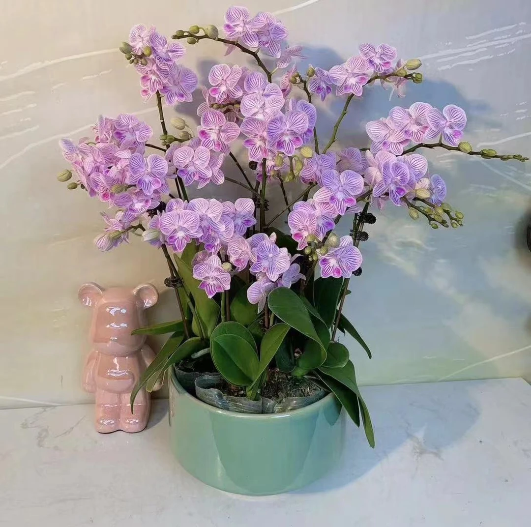 [浪漫樱花]精品蝴蝶兰 开花多 介意勿拍