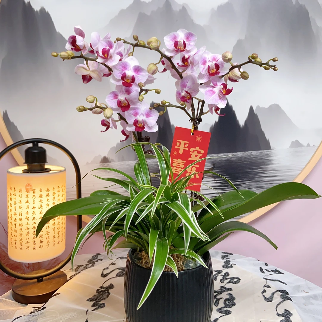 【貂蝉】精品蝴蝶兰