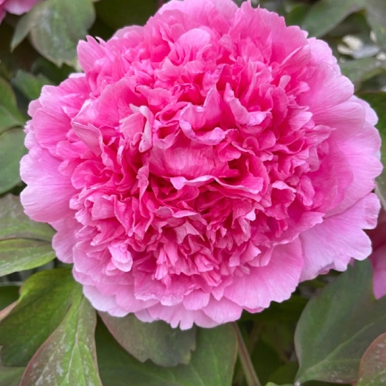 菏泽牡丹 仙桃 山东菏泽基地直发