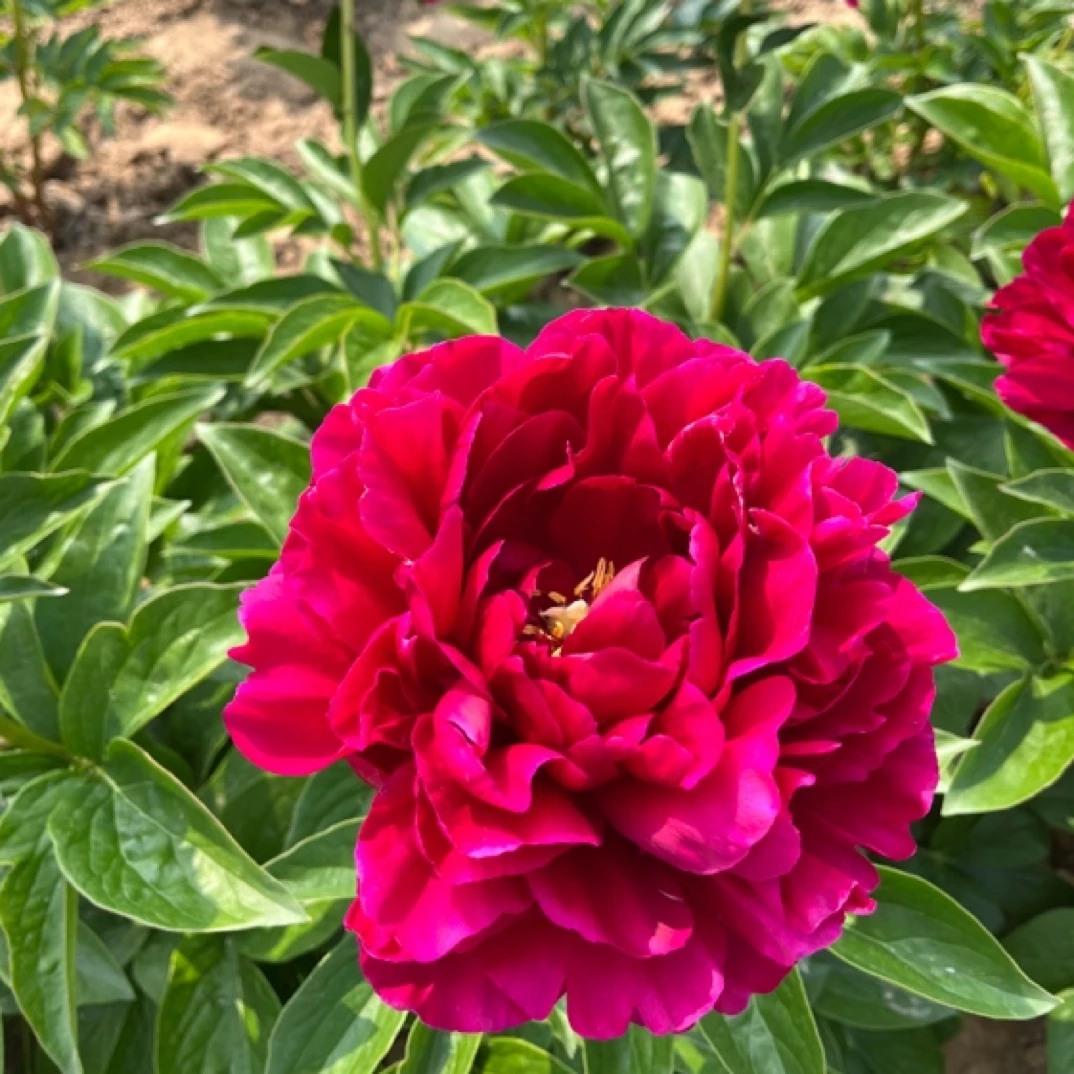 菏泽观赏芍药 老忠诚