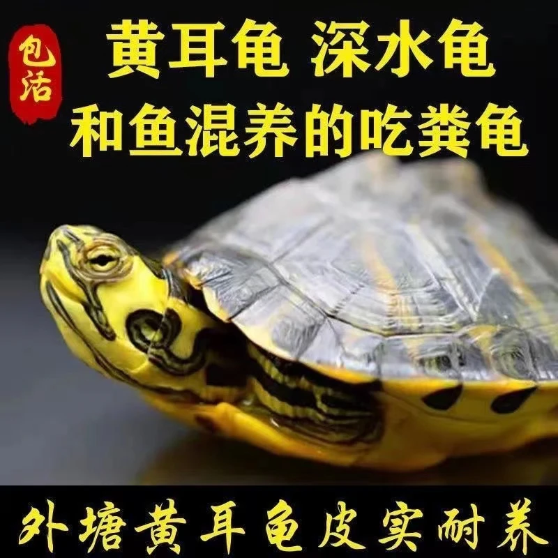 深水龟黄耳吃粪龟鱼缸混养纯种稀有侧劲冷水族观赏宠物小乌龟活物
