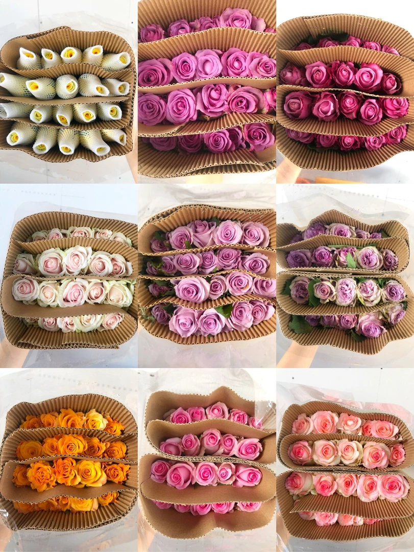 【买一送一】颜色不指定玫瑰10支  云南基地鲜花直发   家养水养