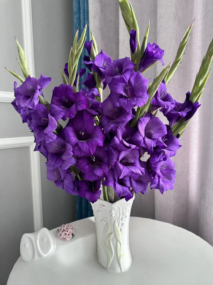 深紫色剑兰5支/10支    云南基地鲜花直发    家养   水养