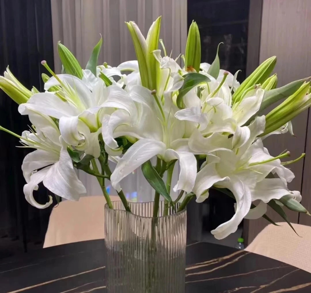 一头 西伯利亚百合 云南基地鲜花