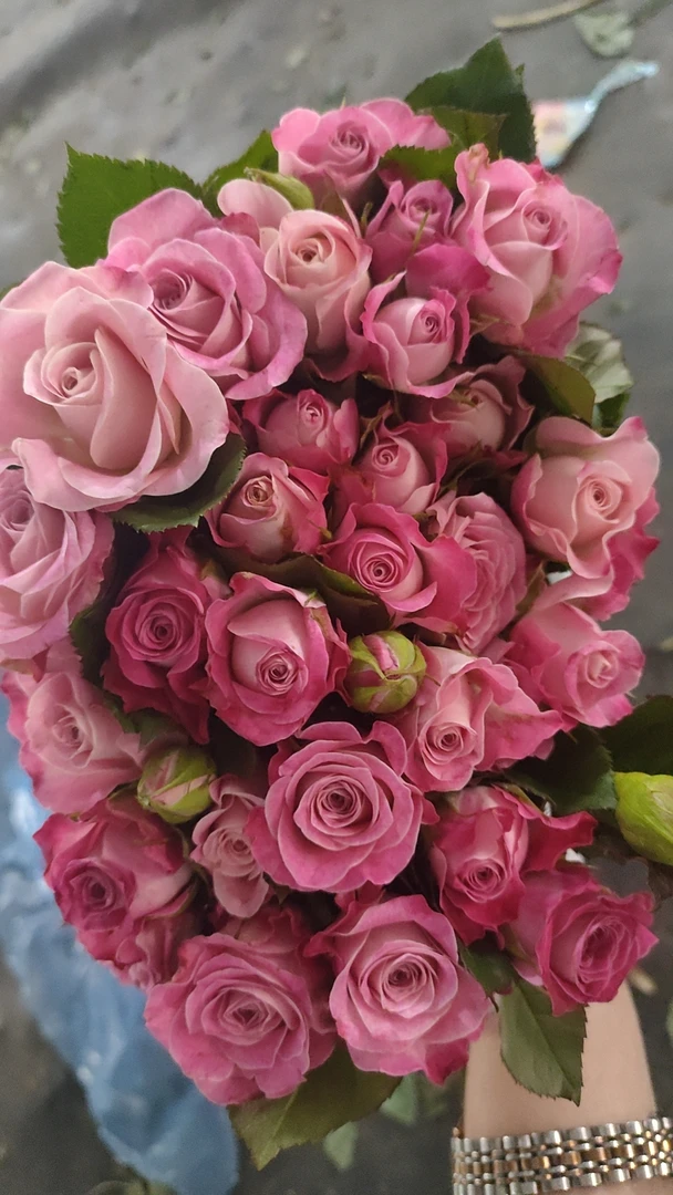 【买一送一】小头粉色经典泡泡10支  多头玫瑰   云南基地鲜花 直发