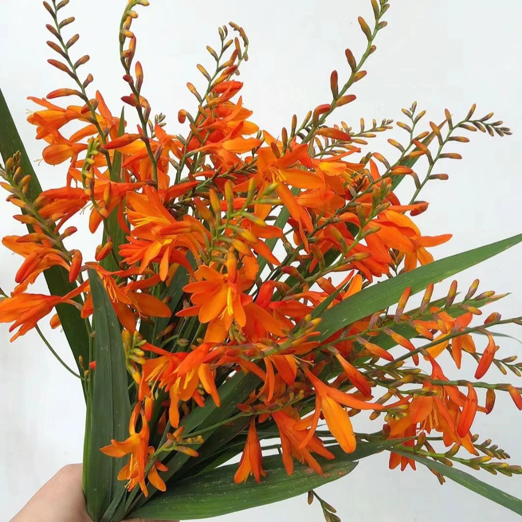 【买一送一】火焰兰鲜花 鲜切花线条花材 家养水养