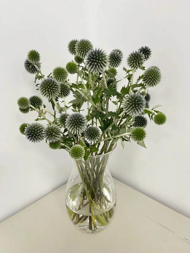 【买一送一】蓝星球一把 可以做干花 云南基地鲜花 直发   家养水养