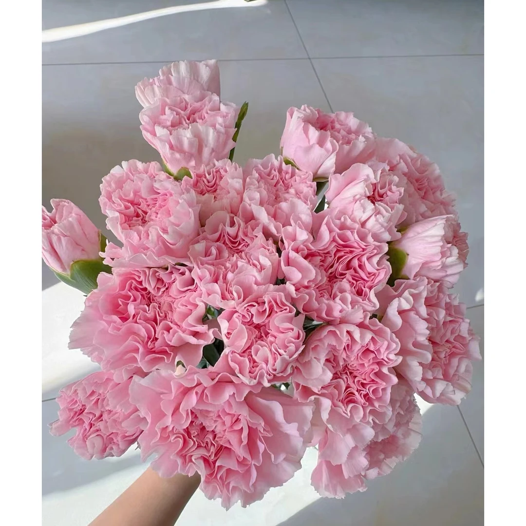 【满四件包邮】粉佳人单头康乃馨20支  樱花粉 云南基地鲜 家养水养