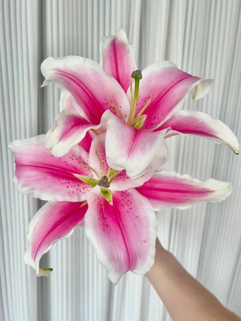马龙百合   云南基地鲜花  直发   家养 水养