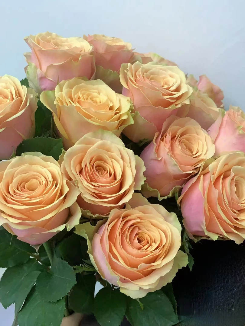 【买一送一】C级迪威娜玫瑰10支    云南基地鲜花直发  家养水养