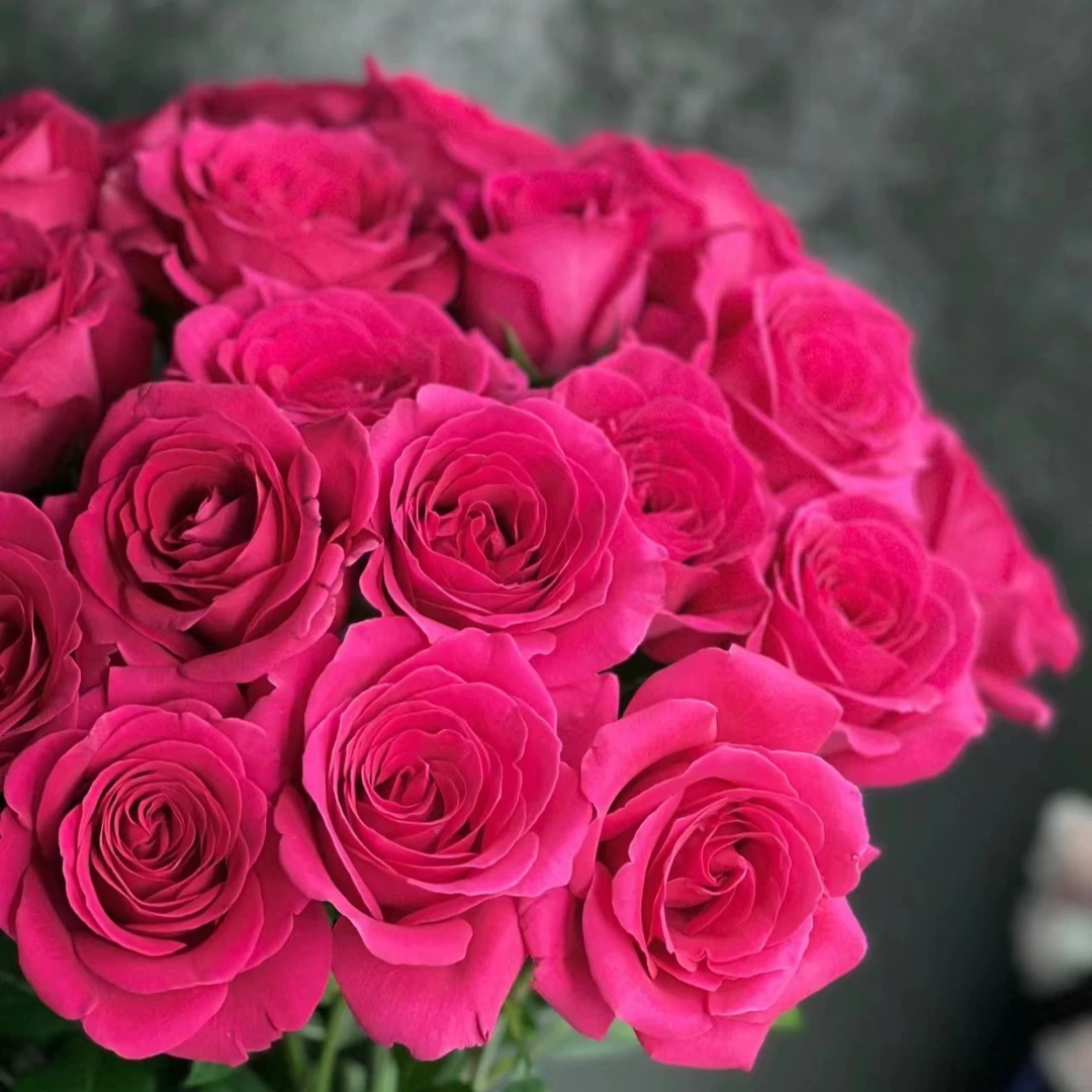 【买一送一 】C级弗洛伊德玫瑰10支  云南基地鲜花直发   家养水养