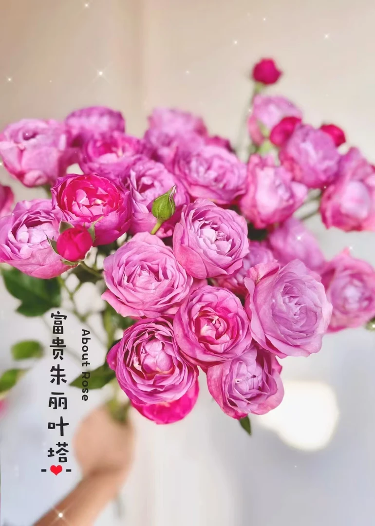 小头富贵朱丽叶塔泡泡10支    云南基地鲜花   家养水养
