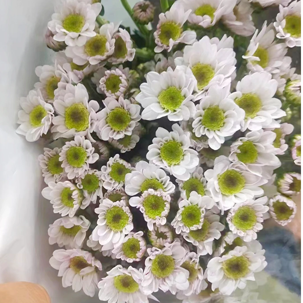 新品浅粉泡泡龙小雏菊一把  云南基地鲜花   家养    水养