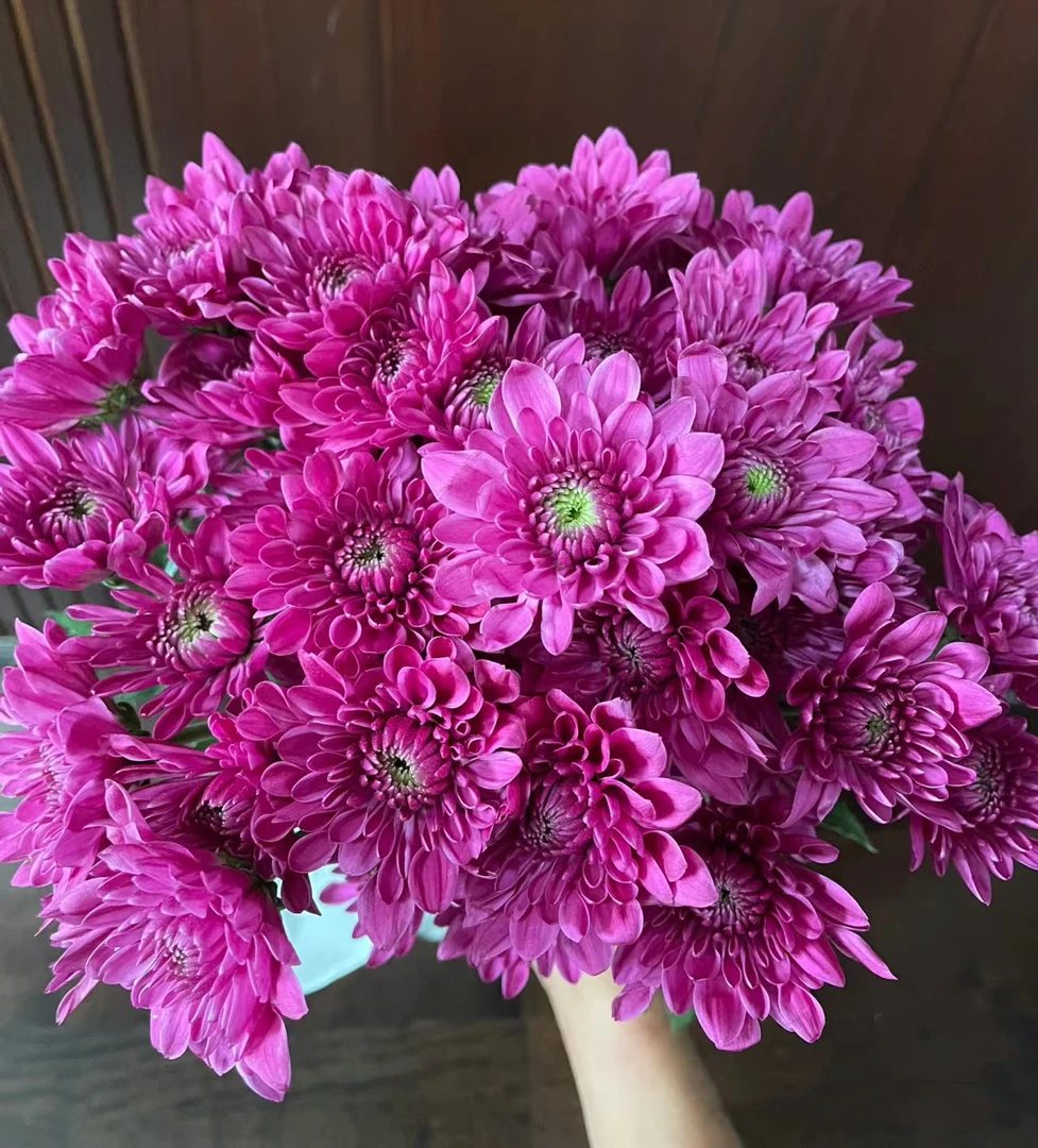 安奎小雏菊一把 花期长好养活云南基地鲜花