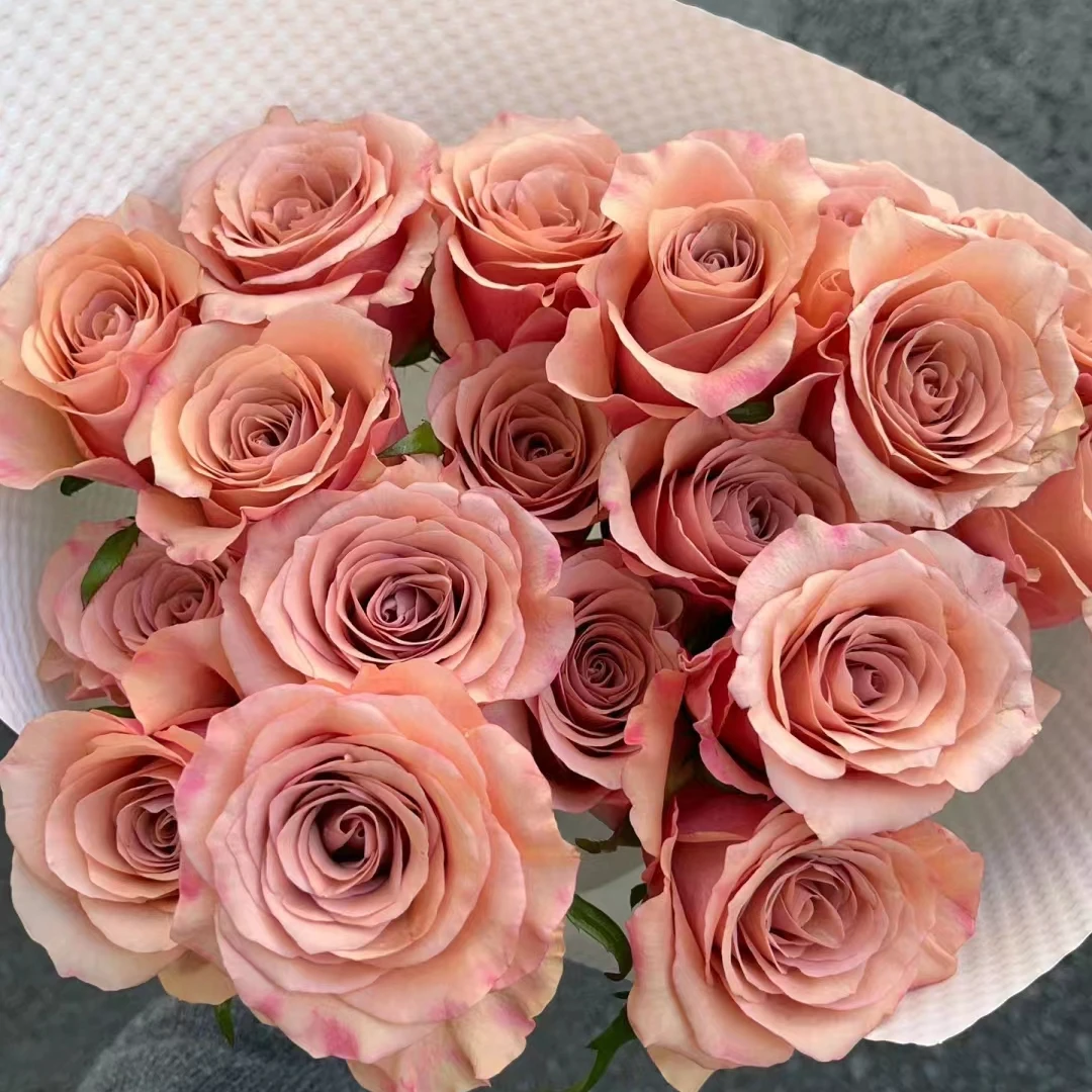 【买一送一】C级莫泊玫瑰10支    云南基地鲜花直发  家养水养