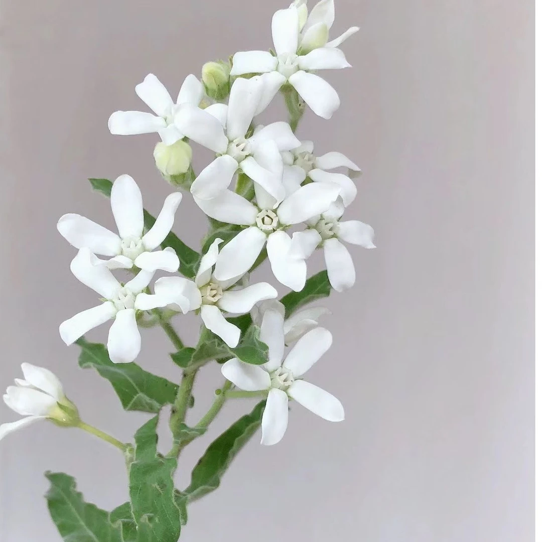 【买一送一】白色蓝星花   云南基地鲜花   家养    水养