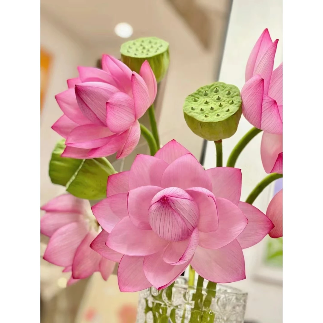 【现场挑花】 荷花5支  云南  基地  鲜花   水养  家养