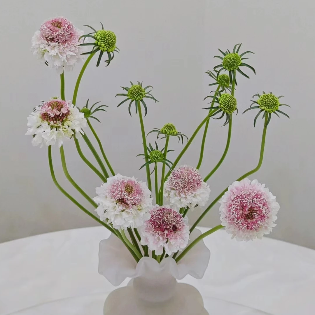 【买一送一】短杆草莓琥珀松虫草  云南  基地  鲜花直发  一手货源