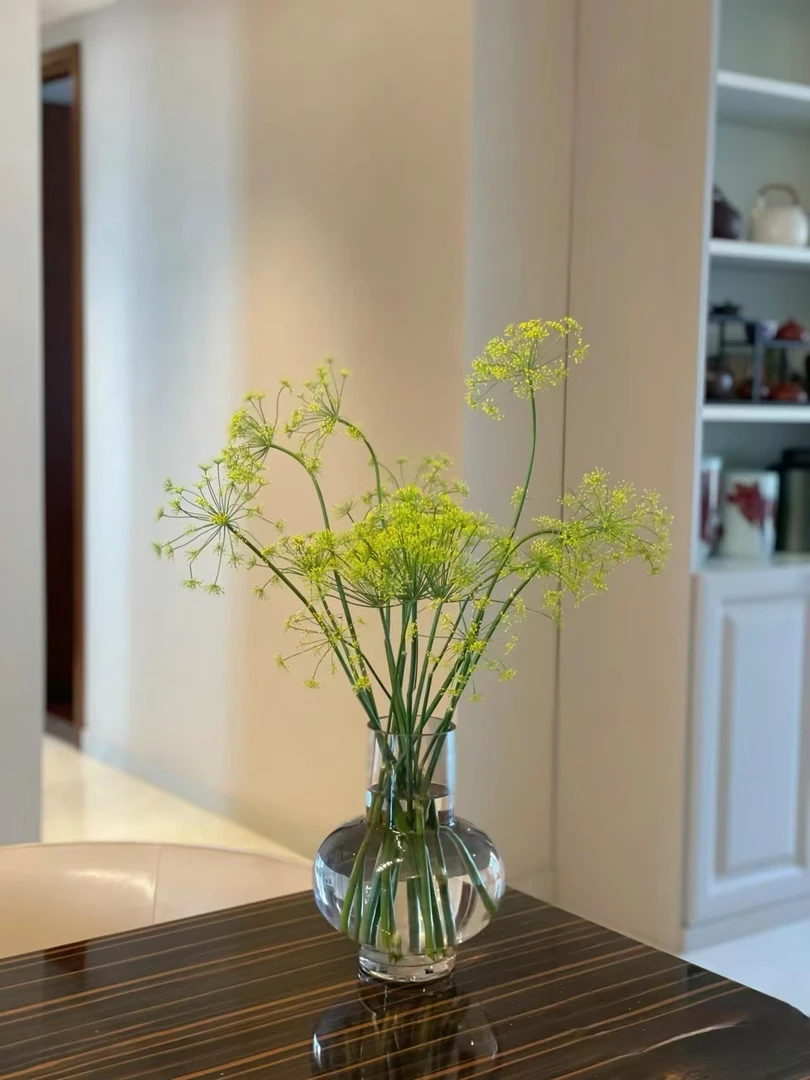 茴香花一把    【一件包邮】云南基地鲜花   家养    水养