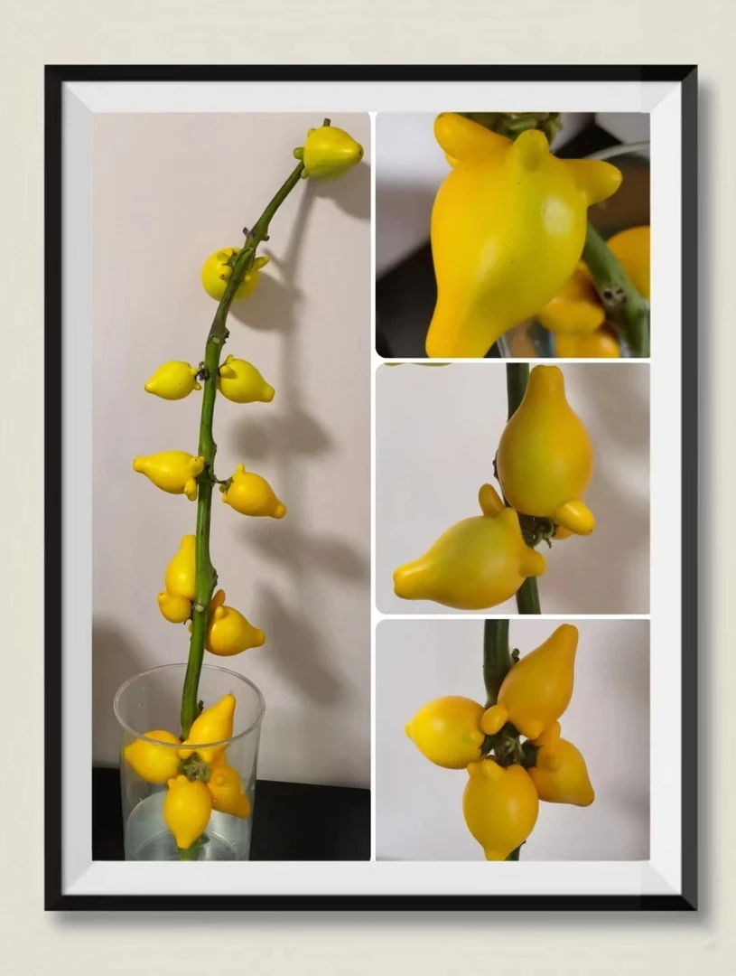 五代同堂黄金果小猪佩奇摆件 【一件包邮】观赏装饰摆件修剪养护