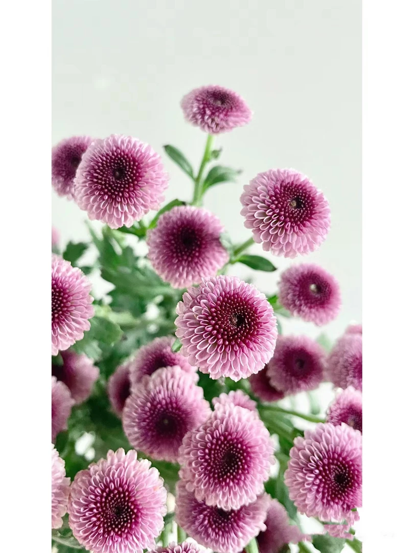 粉色棉花糖小雏菊一把 云南基地鲜花 家养 水养