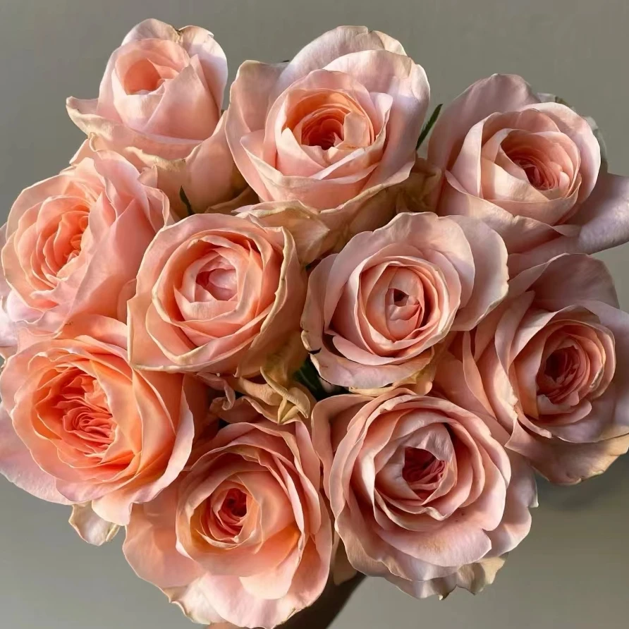 C级女娲玫瑰10支     云南基地鲜花   直发   家养水养