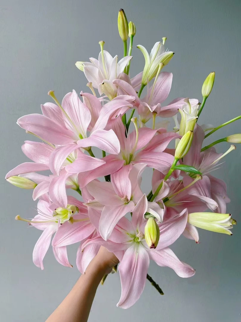 小头多头粉精灵无香亚百合3支（12朵）  基地鲜花  水养