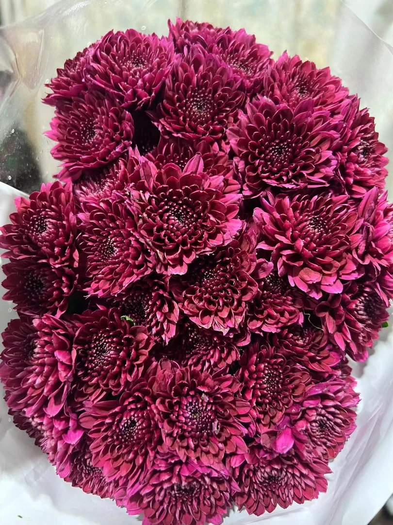 娜沃娜紫小雏菊一把（8到10支）云南基地鲜花 一手货源 家养水养