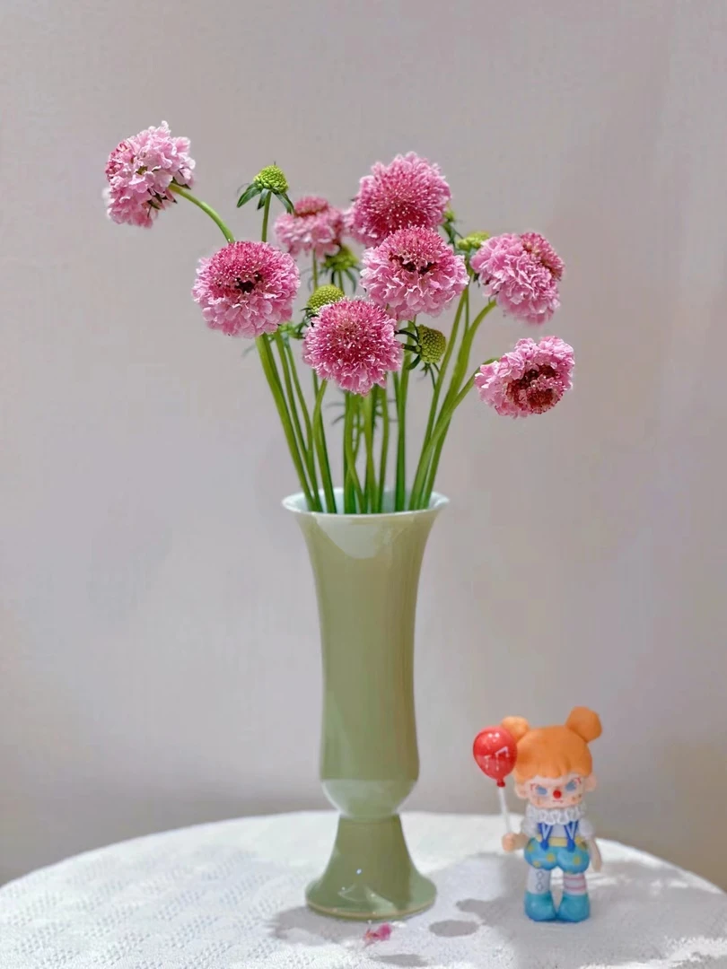 粉色松虫草一把  百搭配花  云南基地鲜花  家养水养