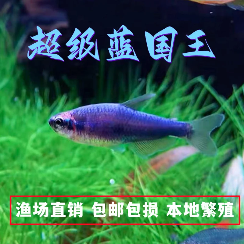 超级蓝国王灯鱼蓝凯瑞南美热带观赏鱼群游灯科淡水草缸小型鱼活体
