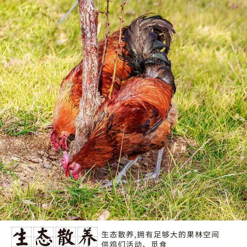 两只10斤 正宗散养大公鸡 农家散养鸡（黑黄脚随机）