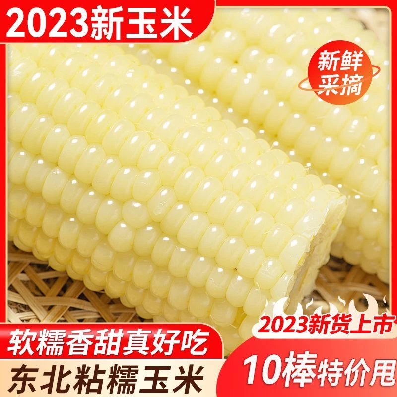 东北精品白糯玉米大棒软糯香甜代餐