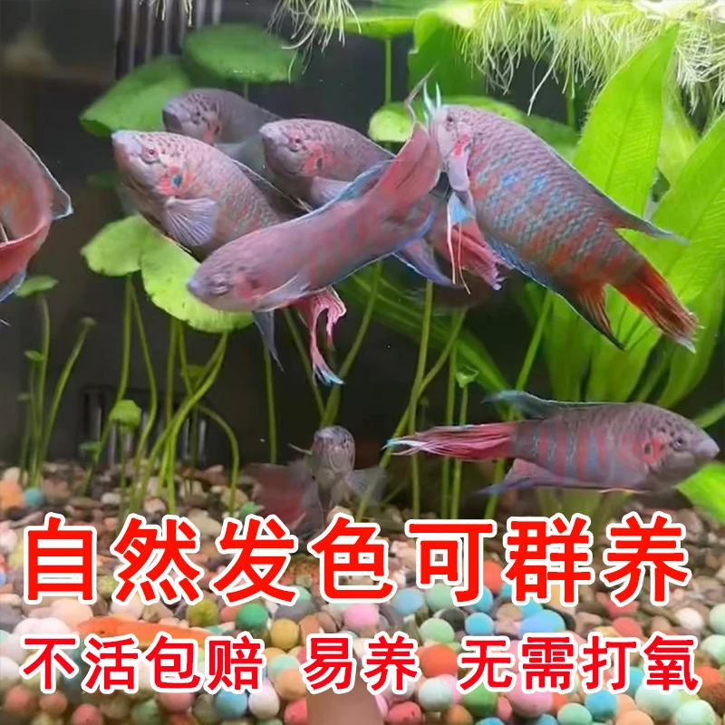 中国斗鱼苗活鱼鱼苗野生普叉冷水不加温不打氧易养冷水鱼观赏鱼