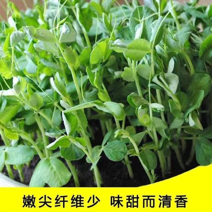 无须豌豆苗种子豌豆尖种子四季种阳台盆栽芽苗菜秋冬季蔬菜种子