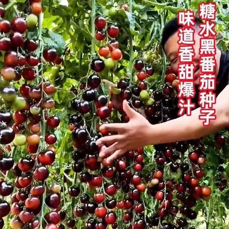 黑钻石黑珍珠番茄籽孖甜圣女籽小西红柿春季蔬菜种子大全盆栽