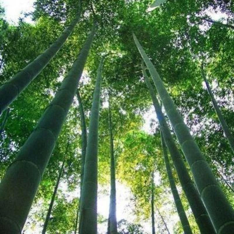大型巨龙竹竹子苗楠竹苗竹笋苗巨龙竹竹苗毛竹苗竹鞭庭院户外种植