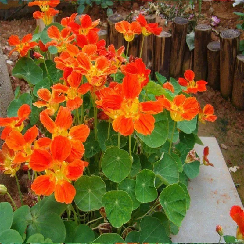 多年生四季盆栽花旱金莲种子盘旋鸟旱荷花籽种爬藤攀爬垂吊