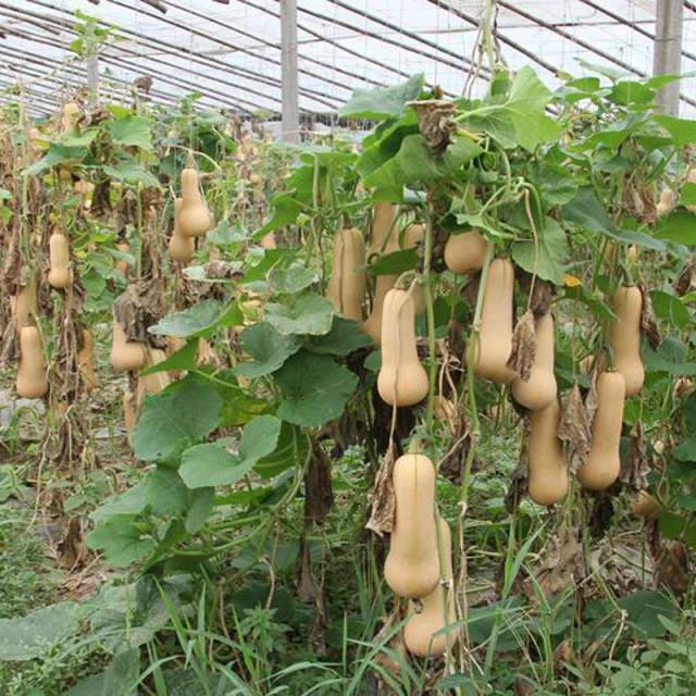 奶油南瓜种子甜糯蜜本南瓜甜粉小南瓜阳台种盆栽蔬菜种子