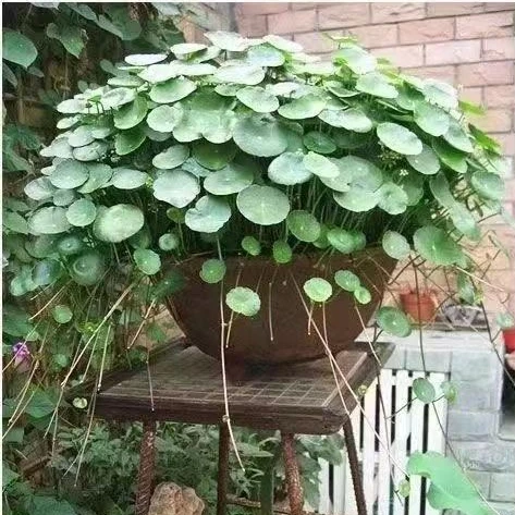 铜钱草金钱草水养种籽水培土培花种子大号四季庭院阳台盆栽种