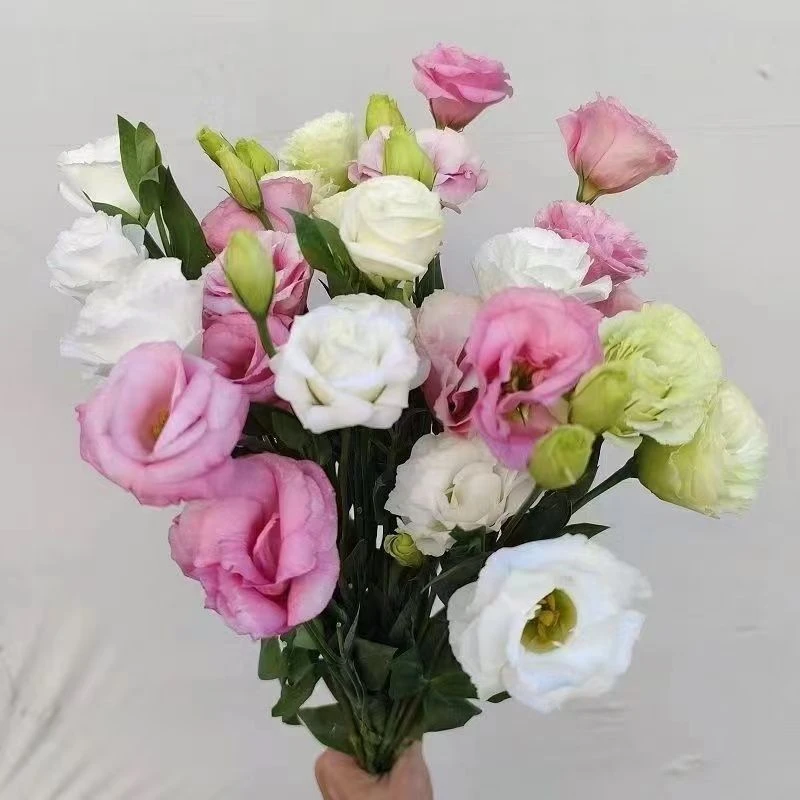 《随手购》洋桔梗单拍不可以，需要和正价商品合拍（单拍发面单）