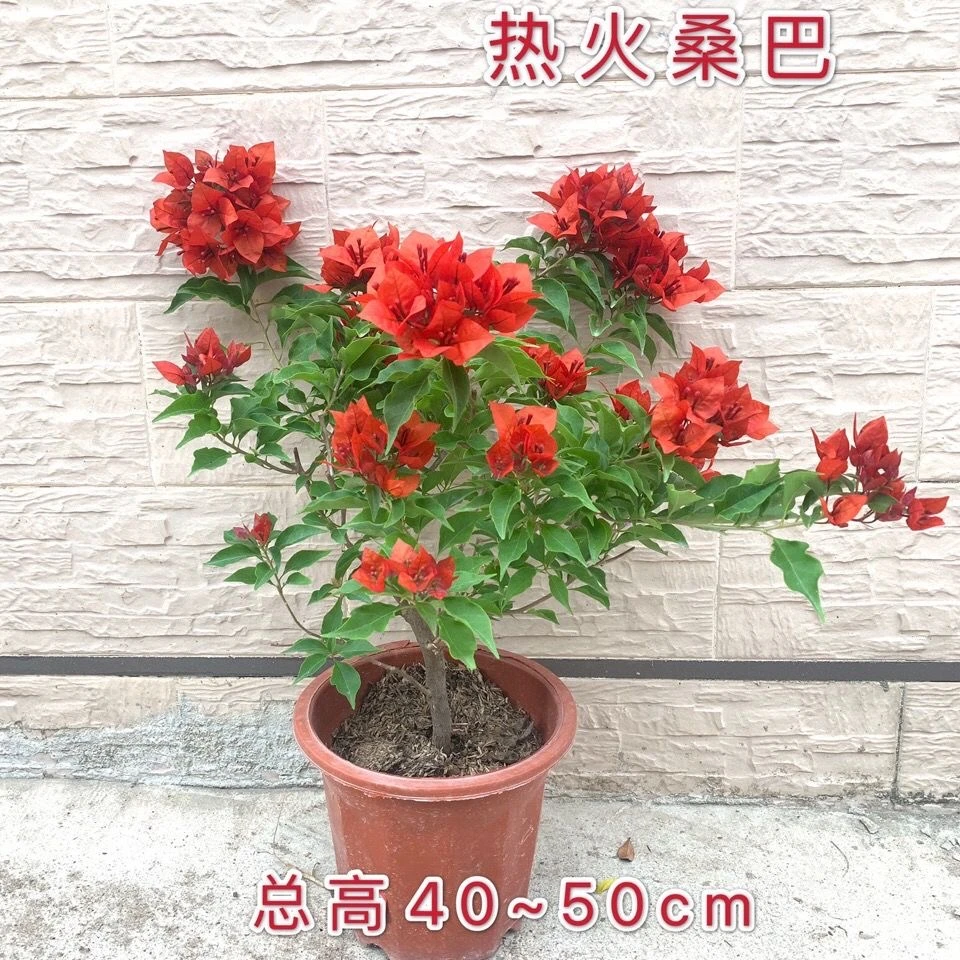 新品种勤花三角梅盆栽带花耐寒庭院爬藤树苗四季开花热火桑巴